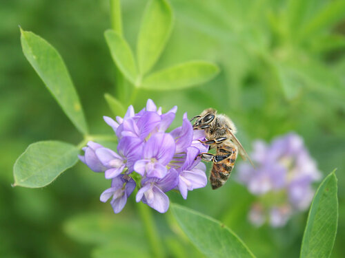 Eine Biene sammelt Nektar bei der Luzerne Fotolia_118954090_L.jpg