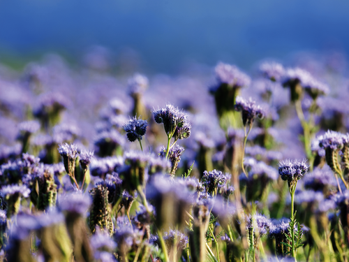 Lilafarbenes Phacelia-Blütenmeer shutterstock_81017494.png