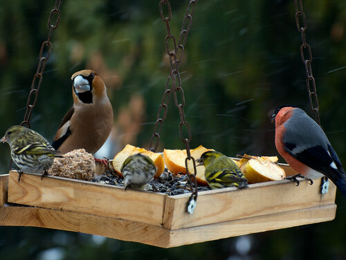 Ein gut besuchter Vogelfutterplatz Futterstelle_shutterstock_238940335.jpg