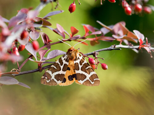 Der Braune Bär (Arctia caja) Der Braune Bär (Arctia caja)