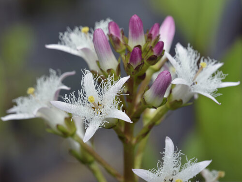 Zarte Blütensterne vom Fieberklee Fieberklee_shutterstock_286525967.jpg