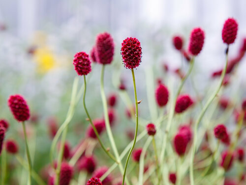 Großer Wiesenknopf (Sanguisorba officinalis) Großer Wiesenknopf (Sanguisorba officinalis)
