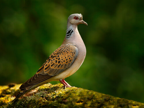 Die Turteltaube (Streptopelia turtur) shutterstock_767900395.jpg