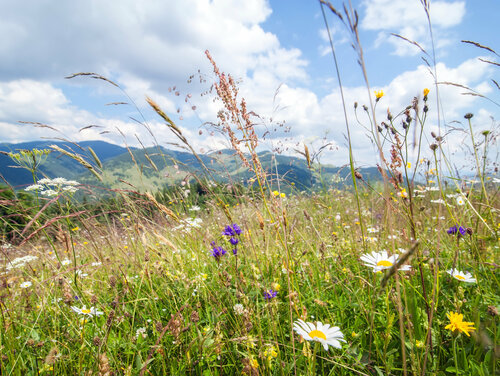 Gebietseigenes Saatgut wird zur Neuanlage von Biotopen genutzt Titel_shutterstock_218788912.jpg